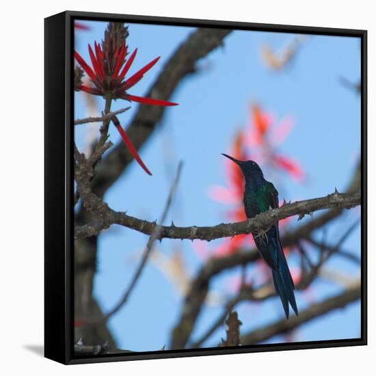 A Swallow Tailed Hummingbird, Eupetomena Macroura, Resting in a Tree-Alex Saberi-Framed Stretched Canvas