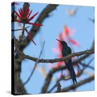 A Swallow Tailed Hummingbird, Eupetomena Macroura, Resting in a Tree-Alex Saberi-Stretched Canvas