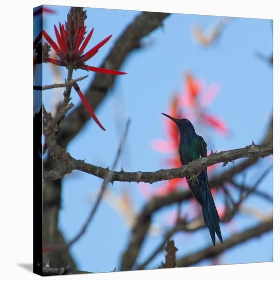 A Swallow Tailed Hummingbird, Eupetomena Macroura, Resting in a Tree-Alex Saberi-Stretched Canvas