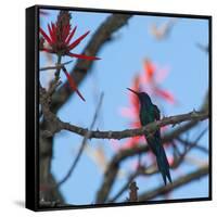 A Swallow Tailed Hummingbird, Eupetomena Macroura, Resting in a Tree-Alex Saberi-Framed Stretched Canvas