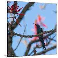 A Swallow Tailed Hummingbird, Eupetomena Macroura, Resting in a Tree-Alex Saberi-Stretched Canvas