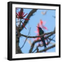 A Swallow Tailed Hummingbird, Eupetomena Macroura, Resting in a Tree-Alex Saberi-Framed Premium Photographic Print