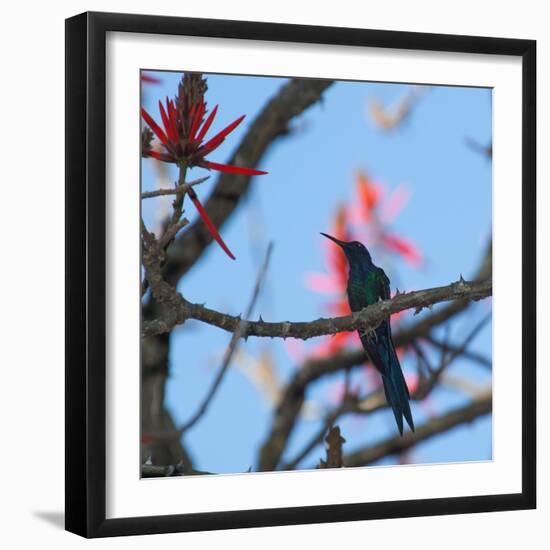 A Swallow Tailed Hummingbird, Eupetomena Macroura, Resting in a Tree-Alex Saberi-Framed Premium Photographic Print