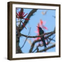 A Swallow Tailed Hummingbird, Eupetomena Macroura, Resting in a Tree-Alex Saberi-Framed Photographic Print