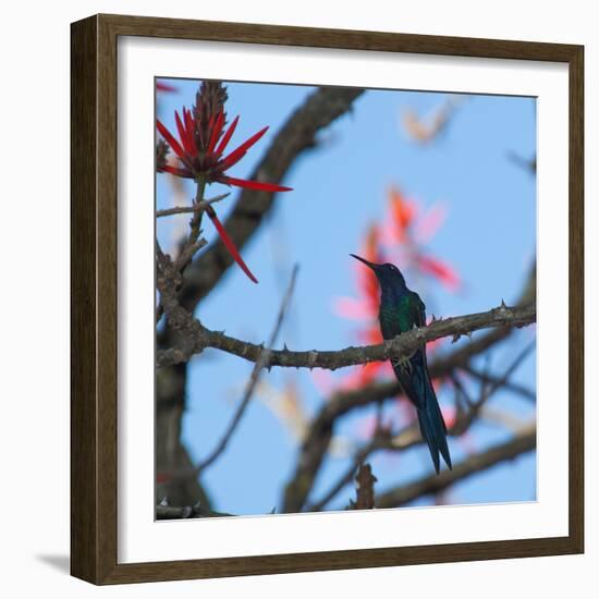 A Swallow Tailed Hummingbird, Eupetomena Macroura, Resting in a Tree-Alex Saberi-Framed Photographic Print