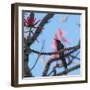 A Swallow Tailed Hummingbird, Eupetomena Macroura, Resting in a Tree-Alex Saberi-Framed Photographic Print
