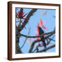 A Swallow Tailed Hummingbird, Eupetomena Macroura, Resting in a Tree-Alex Saberi-Framed Photographic Print