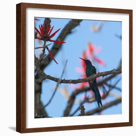 A Swallow Tailed Hummingbird, Eupetomena Macroura, Resting in a Tree-Alex Saberi-Framed Photographic Print