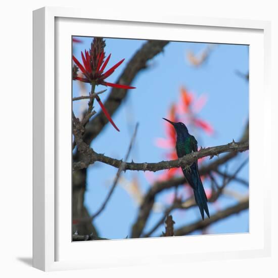 A Swallow Tailed Hummingbird, Eupetomena Macroura, Resting in a Tree-Alex Saberi-Framed Photographic Print