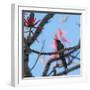 A Swallow Tailed Hummingbird, Eupetomena Macroura, Resting in a Tree-Alex Saberi-Framed Photographic Print