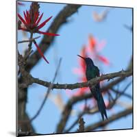 A Swallow Tailed Hummingbird, Eupetomena Macroura, Resting in a Tree-Alex Saberi-Mounted Photographic Print