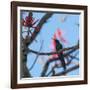 A Swallow Tailed Hummingbird, Eupetomena Macroura, Resting in a Tree-Alex Saberi-Framed Photographic Print