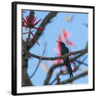 A Swallow Tailed Hummingbird, Eupetomena Macroura, Resting in a Tree-Alex Saberi-Framed Photographic Print