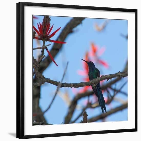 A Swallow Tailed Hummingbird, Eupetomena Macroura, Resting in a Tree-Alex Saberi-Framed Photographic Print