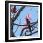 A Swallow Tailed Hummingbird, Eupetomena Macroura, Resting in a Tree-Alex Saberi-Framed Photographic Print