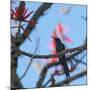 A Swallow Tailed Hummingbird, Eupetomena Macroura, Resting in a Tree-Alex Saberi-Mounted Photographic Print