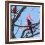 A Swallow Tailed Hummingbird, Eupetomena Macroura, Resting in a Tree-Alex Saberi-Framed Photographic Print