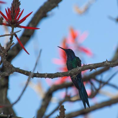 https://imgc.allpostersimages.com/img/posters/a-swallow-tailed-hummingbird-eupetomena-macroura-resting-in-a-tree_u-L-POKQMF0.jpg?artPerspective=n