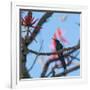 A Swallow Tailed Hummingbird, Eupetomena Macroura, Resting in a Tree-Alex Saberi-Framed Photographic Print