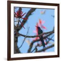 A Swallow Tailed Hummingbird, Eupetomena Macroura, Resting in a Tree-Alex Saberi-Framed Photographic Print