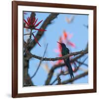 A Swallow Tailed Hummingbird, Eupetomena Macroura, Resting in a Tree-Alex Saberi-Framed Photographic Print