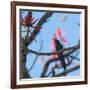 A Swallow Tailed Hummingbird, Eupetomena Macroura, Resting in a Tree-Alex Saberi-Framed Photographic Print