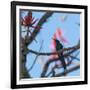 A Swallow Tailed Hummingbird, Eupetomena Macroura, Resting in a Tree-Alex Saberi-Framed Photographic Print