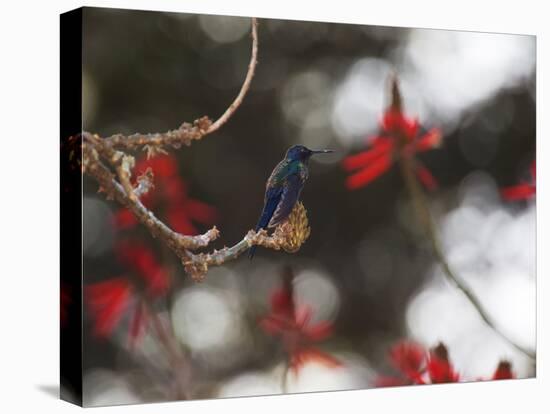 A Swallow Tailed Hummingbird, Eupetomena Macroura, Resting in a Tree-Alex Saberi-Stretched Canvas
