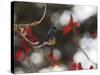 A Swallow Tailed Hummingbird, Eupetomena Macroura, Resting in a Tree-Alex Saberi-Stretched Canvas