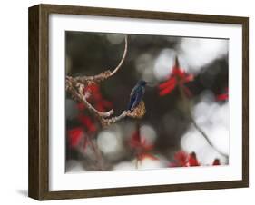 A Swallow Tailed Hummingbird, Eupetomena Macroura, Resting in a Tree-Alex Saberi-Framed Photographic Print