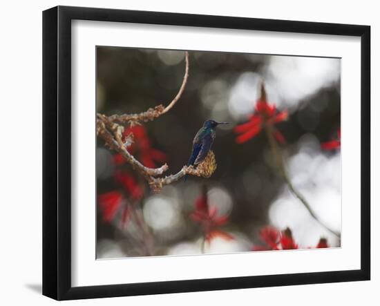 A Swallow Tailed Hummingbird, Eupetomena Macroura, Resting in a Tree-Alex Saberi-Framed Photographic Print