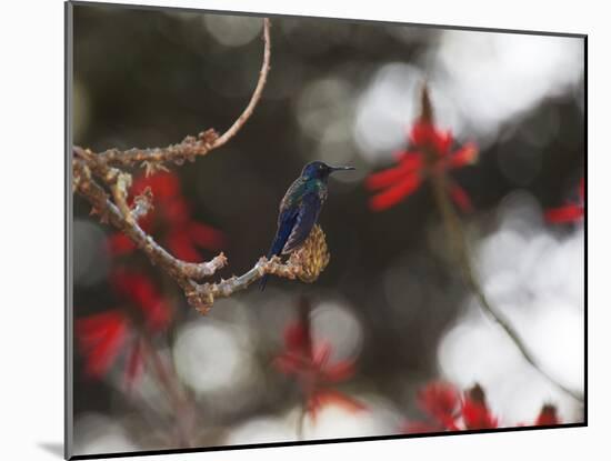 A Swallow Tailed Hummingbird, Eupetomena Macroura, Resting in a Tree-Alex Saberi-Mounted Photographic Print