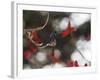 A Swallow Tailed Hummingbird, Eupetomena Macroura, Resting in a Tree-Alex Saberi-Framed Photographic Print