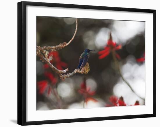 A Swallow Tailed Hummingbird, Eupetomena Macroura, Resting in a Tree-Alex Saberi-Framed Photographic Print