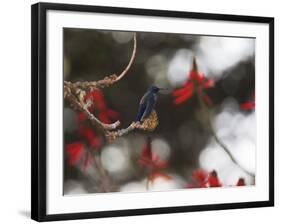 A Swallow Tailed Hummingbird, Eupetomena Macroura, Resting in a Tree-Alex Saberi-Framed Photographic Print