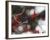 A Swallow Tailed Hummingbird, Eupetomena Macroura, Resting in a Tree-Alex Saberi-Framed Photographic Print