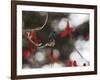 A Swallow Tailed Hummingbird, Eupetomena Macroura, Resting in a Tree-Alex Saberi-Framed Photographic Print