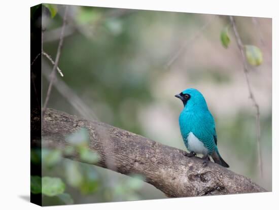 A Swallow Tanager Perching on Tree Branch in Sao Paulo's Ibirapuera Park-Alex Saberi-Stretched Canvas