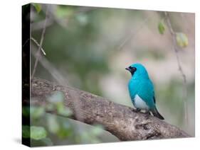 A Swallow Tanager Perching on Tree Branch in Sao Paulo's Ibirapuera Park-Alex Saberi-Stretched Canvas