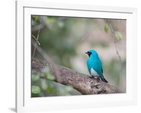 A Swallow Tanager Perching on Tree Branch in Sao Paulo's Ibirapuera Park-Alex Saberi-Framed Photographic Print