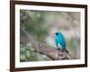 A Swallow Tanager Perching on Tree Branch in Sao Paulo's Ibirapuera Park-Alex Saberi-Framed Photographic Print