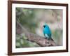 A Swallow Tanager Perching on Tree Branch in Sao Paulo's Ibirapuera Park-Alex Saberi-Framed Photographic Print