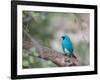 A Swallow Tanager Perching on Tree Branch in Sao Paulo's Ibirapuera Park-Alex Saberi-Framed Photographic Print