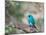 A Swallow Tanager Perching on Tree Branch in Sao Paulo's Ibirapuera Park-Alex Saberi-Mounted Photographic Print