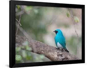 A Swallow Tanager Perching on Tree Branch in Sao Paulo's Ibirapuera Park-Alex Saberi-Framed Photographic Print