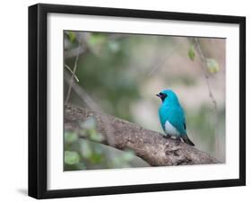 A Swallow Tanager Perching on Tree Branch in Sao Paulo's Ibirapuera Park-Alex Saberi-Framed Photographic Print