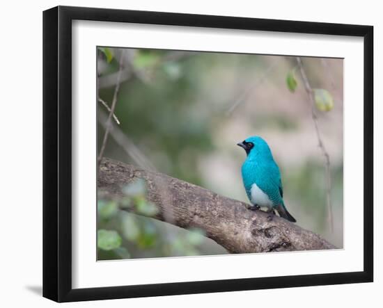 A Swallow Tanager Perching on Tree Branch in Sao Paulo's Ibirapuera Park-Alex Saberi-Framed Photographic Print