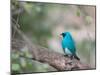 A Swallow Tanager Perching on Tree Branch in Sao Paulo's Ibirapuera Park-Alex Saberi-Mounted Photographic Print