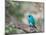 A Swallow Tanager Perching on Tree Branch in Sao Paulo's Ibirapuera Park-Alex Saberi-Mounted Photographic Print