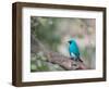 A Swallow Tanager Perching on Tree Branch in Sao Paulo's Ibirapuera Park-Alex Saberi-Framed Photographic Print